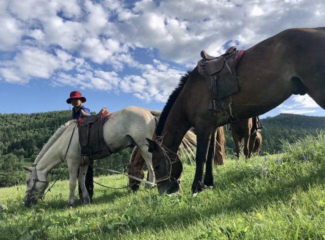 Horses grazing in a lush field with a person nearby.