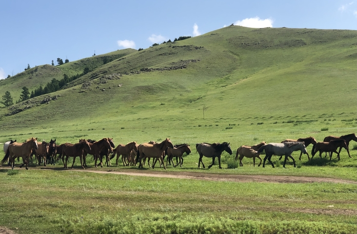       Herd of horses walking through a green field with hills.
  