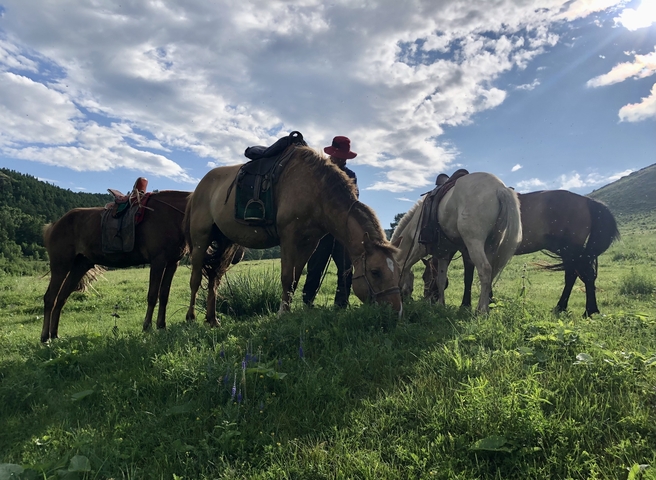 Horses grazing in a field with mountains in the background.