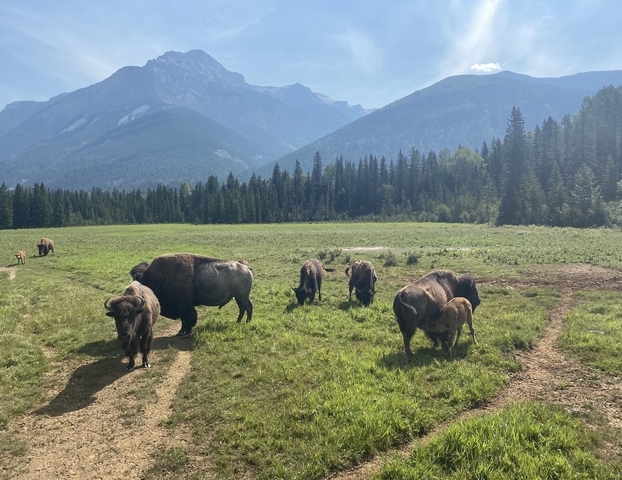       Group of bison grazing in a green field with mountains in the background.
  