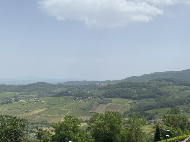       Vineyard landscape with rolling hills.
  