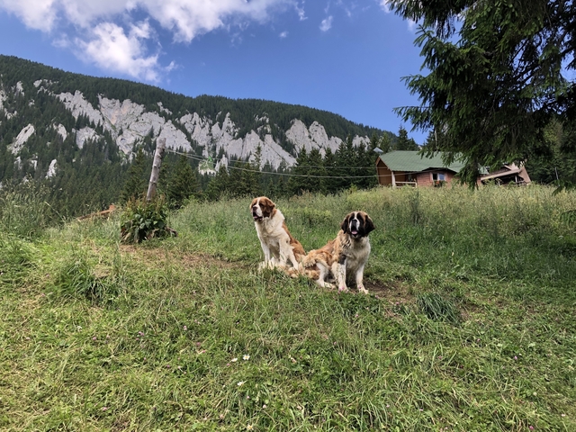       Two dogs sitting on a grassy hillside near a house and forest.
  