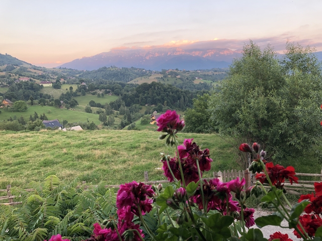       Colorful flowers in front of a scenic mountain landscape.
  