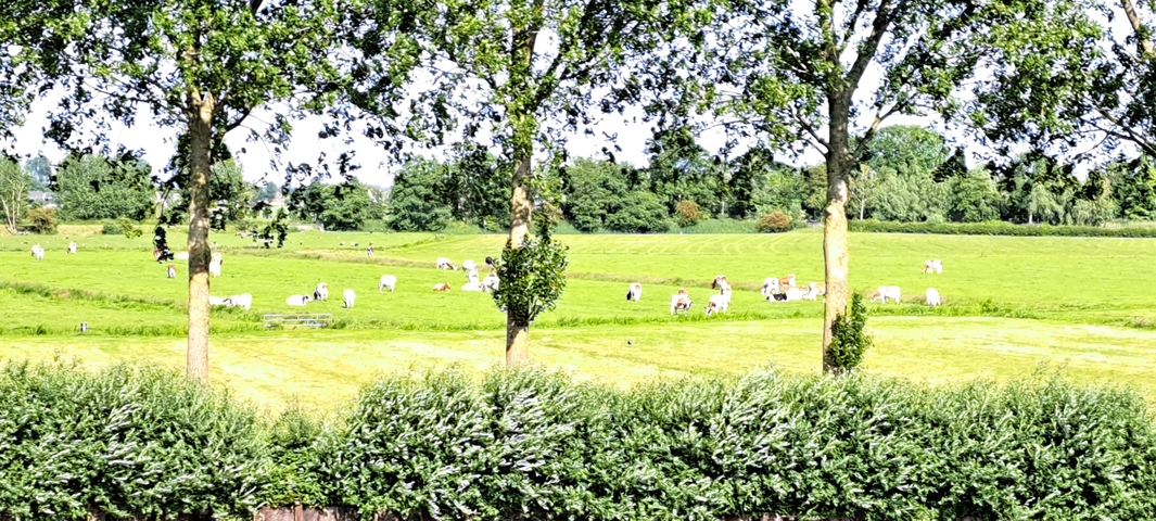 Field with grazing animals surrounded by tall trees.