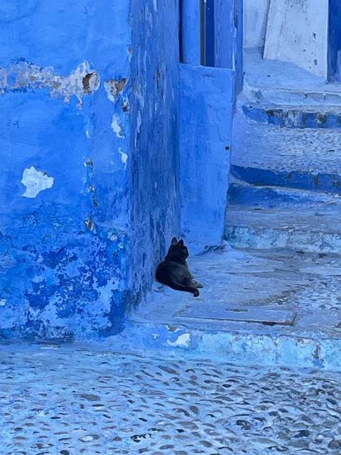       Blue wall and stairs with a small cat.
  
