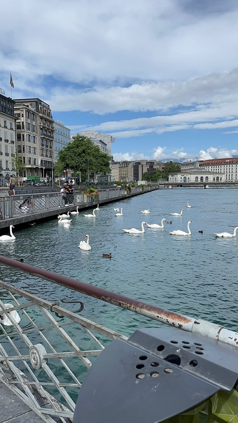 Swan-filled waterway with people on the promenade and city buildings.