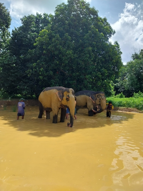 People bathing elephants in a muddy pool surrounded by forest.