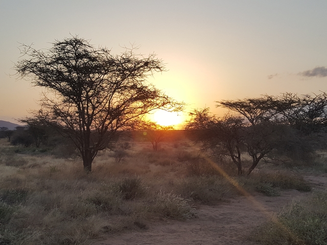 A picturesque sunrise over the African savannah.