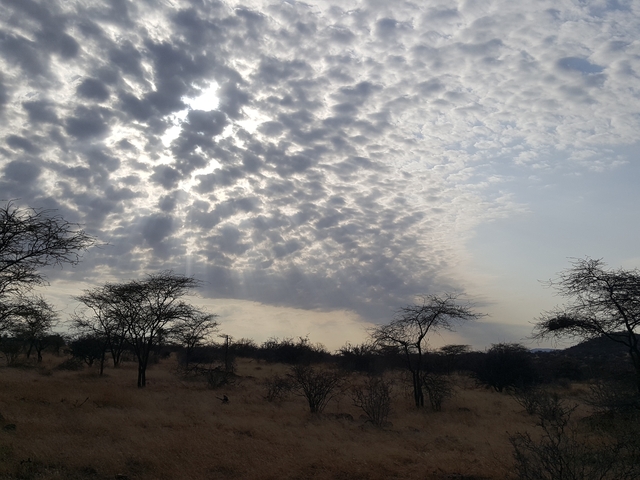 Dramatic sky with scattered clouds over a savannah landscape.