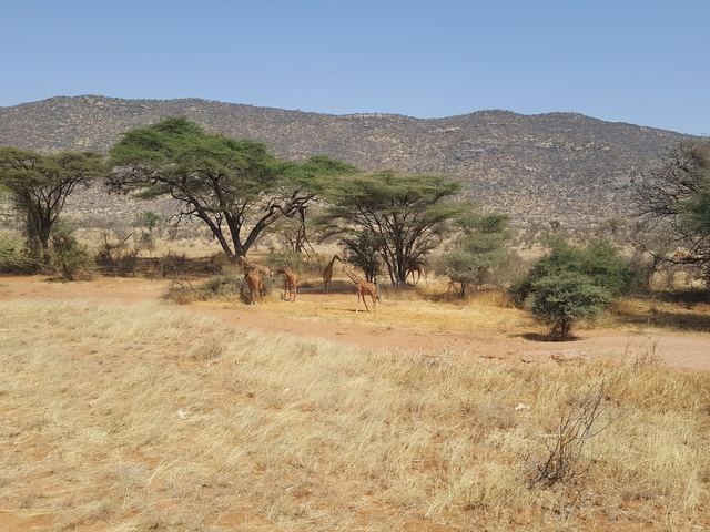 Several giraffes under acacia trees in an expansive savannah.