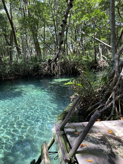 Clear water surrounded by dense mangroves.