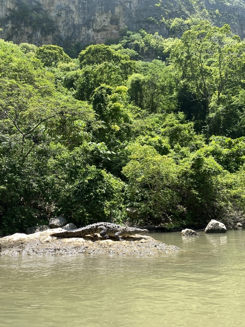       Dense jungle landscape with a crocodile partially visible.
  
