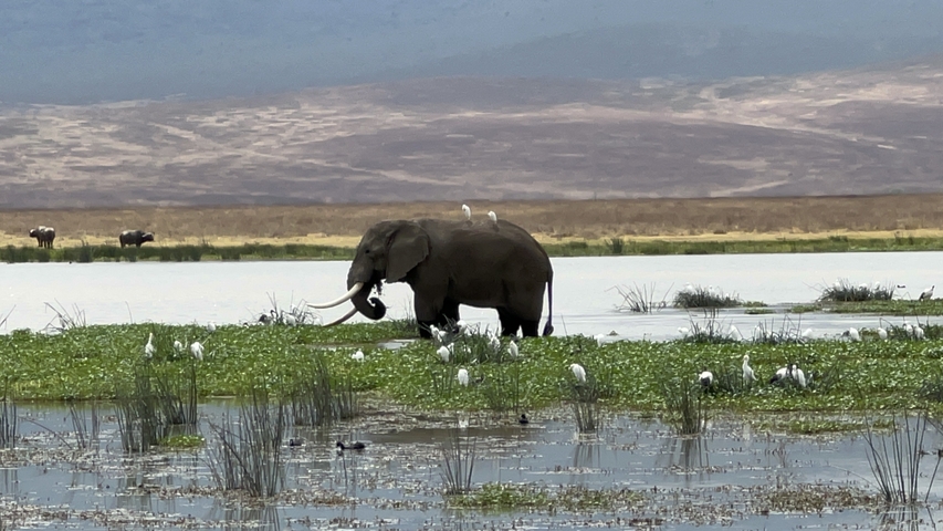 Elephant standing in water with birds and plants around.