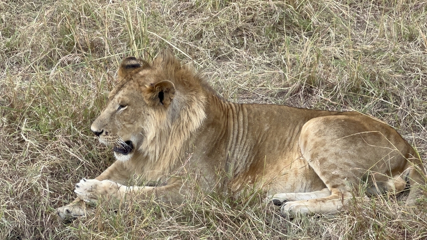       Lion resting in grassland.
  
