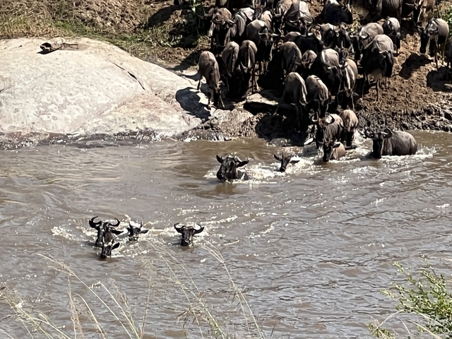 Wildebeests crossing a river.