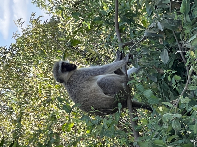       Monkey in a tree surrounded by leaves.
  