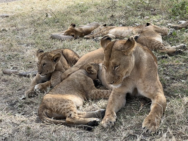 Lioness and cubs resting on grass.