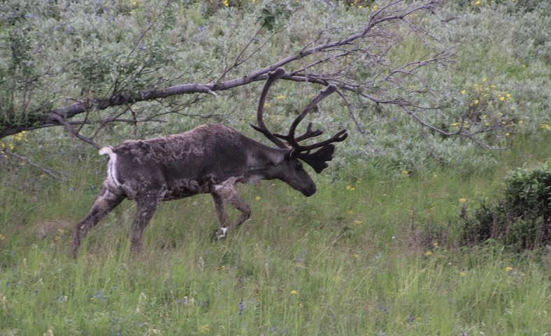       A reindeer or caribou walking through a grassy area with wildflowers.
  