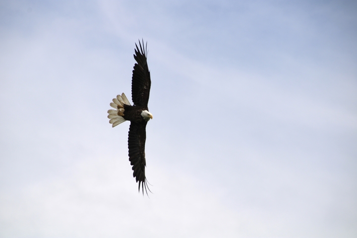       A bald eagle soaring in a clear sky.
  