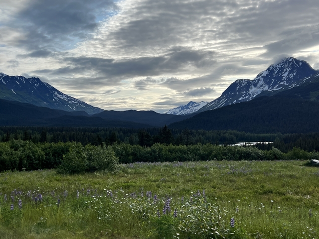       A field with wildflowers and mountains in the distance during sunset.
  