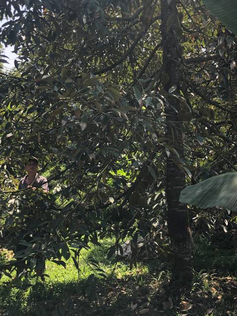 People amidst dense foliage and trees.
