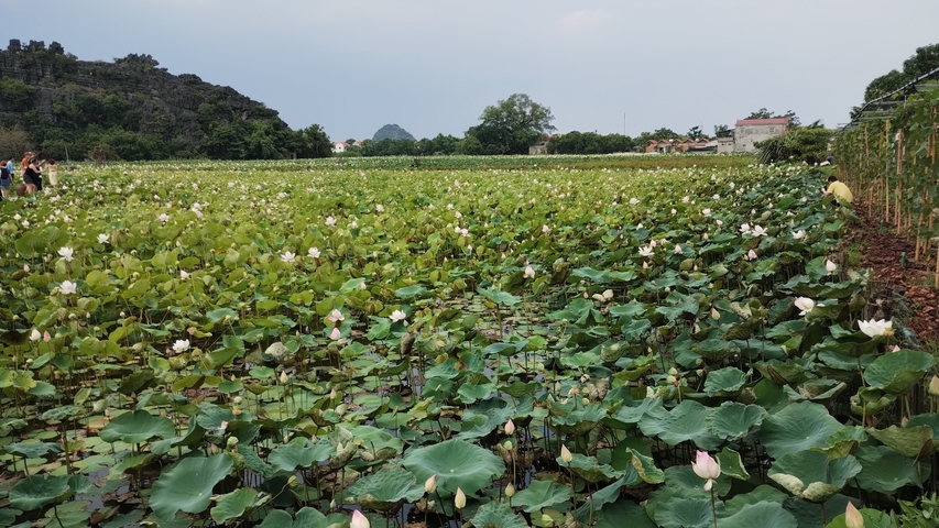 A field of lotus plants stretching into the distance.