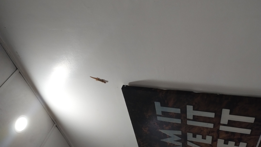 A ceiling or wall with a small lizard or insect.