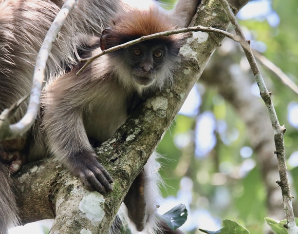 A monkey perched on a tree branch, looking at the camera.
