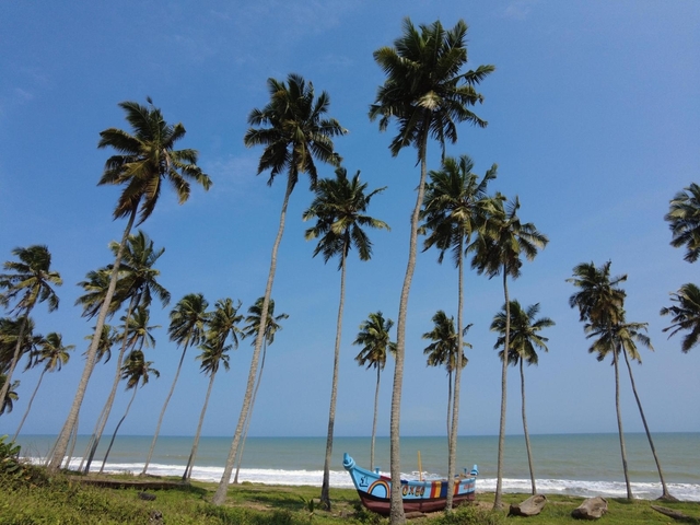 Palm trees against a blue sky with ocean in the background.