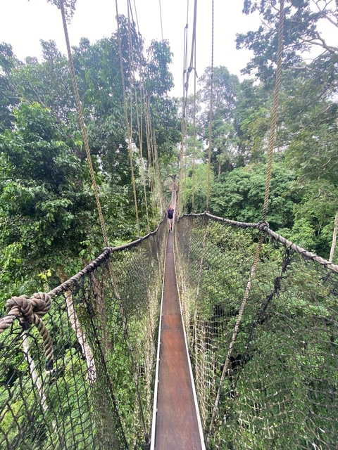 A person walking on a rope bridge in a forest.