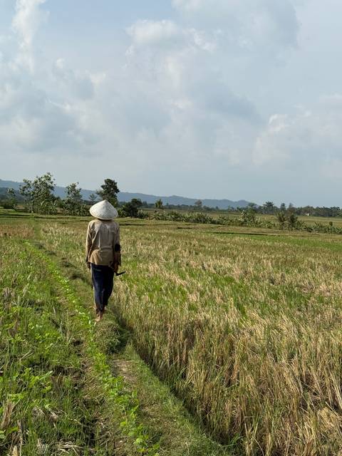       A person walking through a rice field wearing a traditional hat.
  