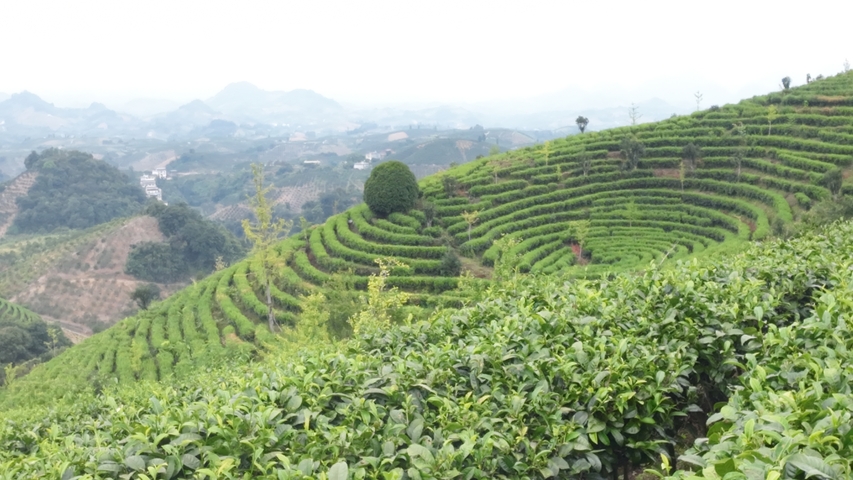 Hillside tea plantation landscape with neatly arranged tea bushes.