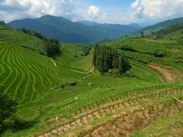 Terraced rice fields on hill slopes viewed from above.