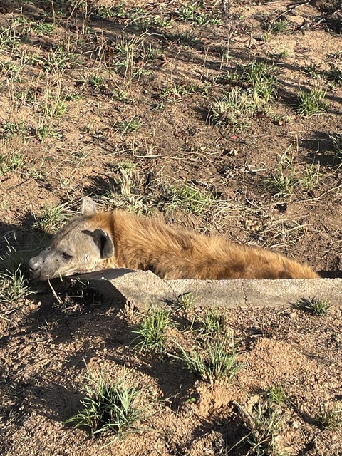       Hyena resting in a ditch.
  