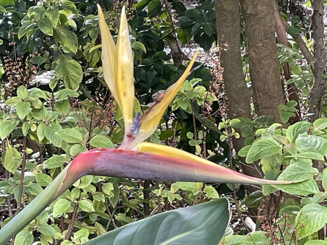       Close-up of a bird of paradise flower.
  