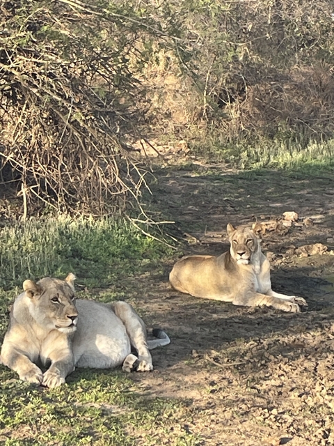       Lions resting on a grassy area.
  