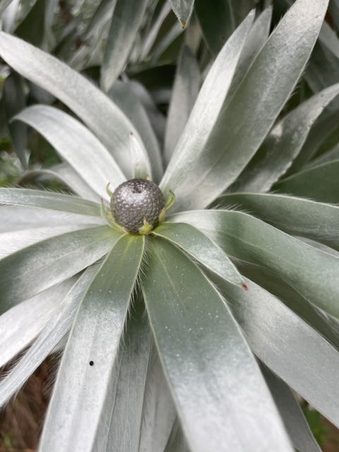       Close-up of a plant with broad leaves.
  