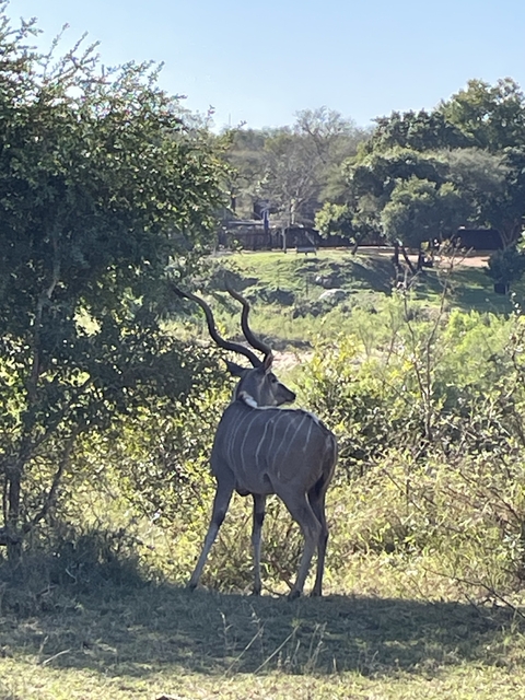       An antelope standing in a natural setting with trees.
  