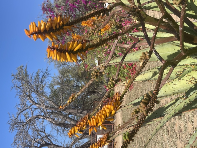       Orange flowers growing on a tree.
  