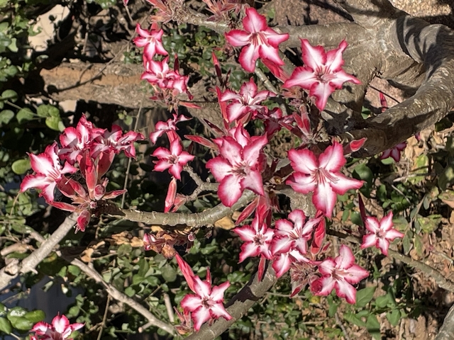       Close-up of pink and white flowers on a tree.
  