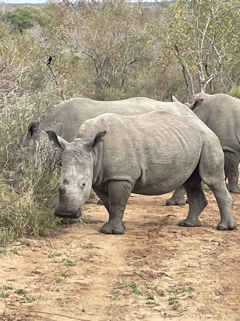       Rhinos standing in a natural habitat.
  