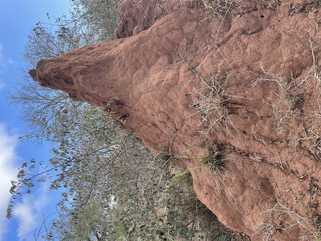       Large termite mound with surrounding vegetation.
  