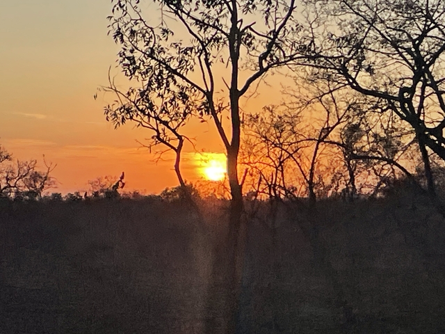       Sunset with an orange sky and silhouette of trees.
  