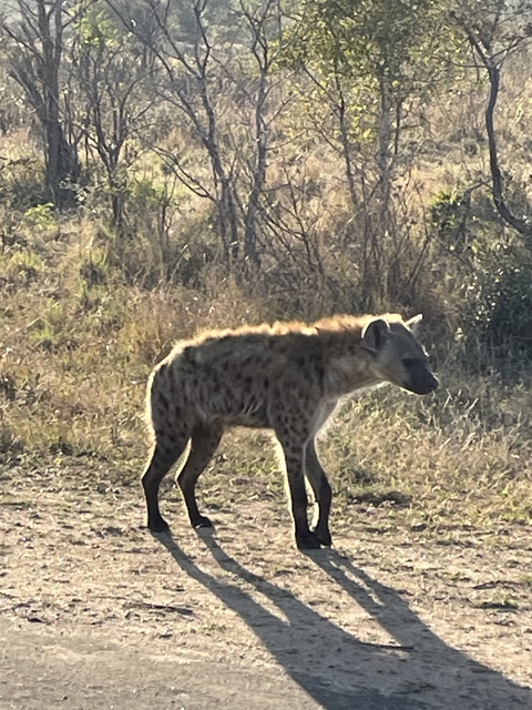       A hyena standing on a dirt path.
  