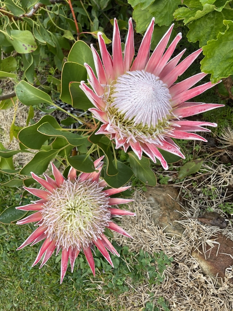       Two pink king protea flowers on a plant.
  