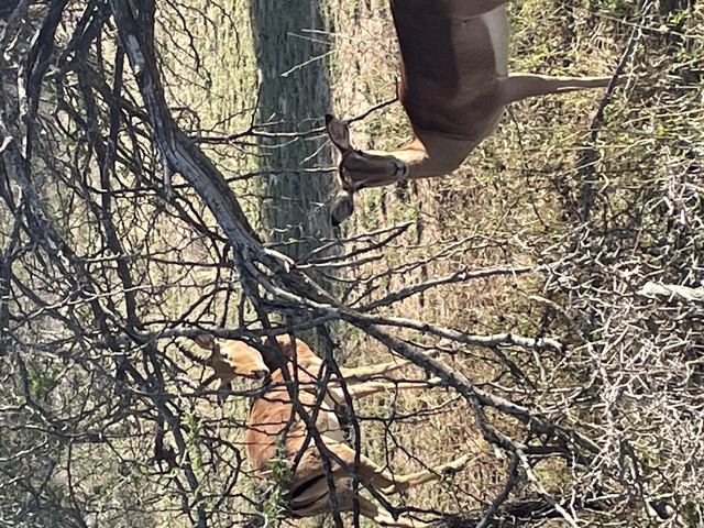       Two antelopes lying under trees.
  