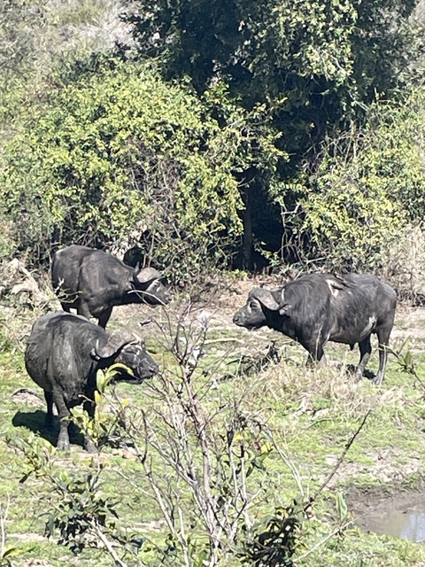       Buffalo walking through a grassy area.
  