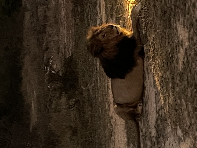       A lion resting against a natural backdrop.
  
