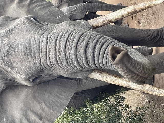      Close-up of an elephant's trunk with tusks.
  