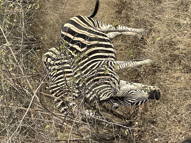       Zebra lying down in a grassy area.
  